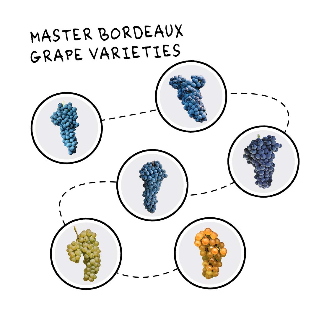 Bordeaux 101 – Wine Folly