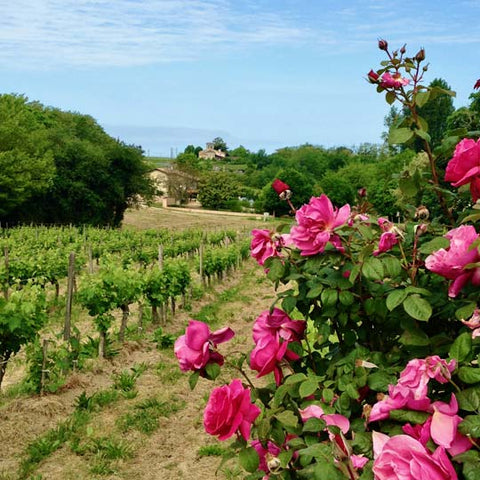 Bordeaux 101 – Wine Folly