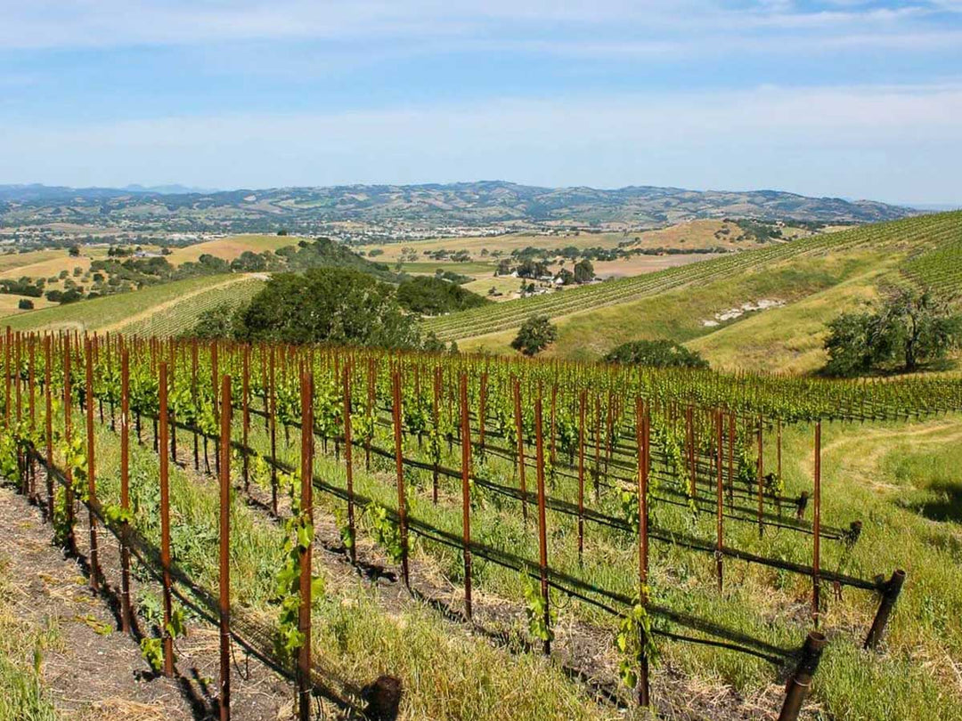 Paso Robles 101 Wine Folly